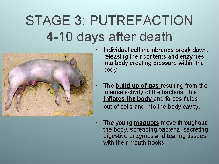 STAGE 3: PUTREFACTION 4 -10 days after death • Individual cell membranes break down,