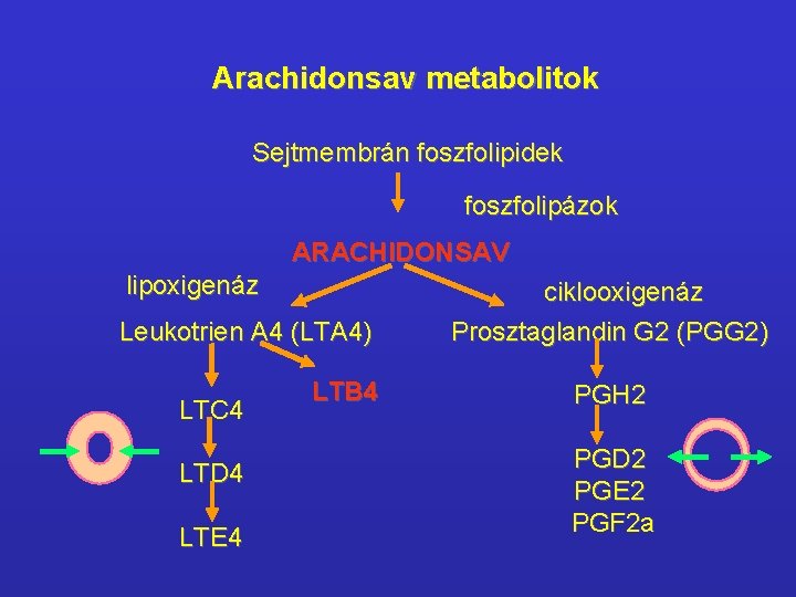 Arachidonsav metabolitok Sejtmembrán foszfolipidek foszfolipázok ARACHIDONSAV lipoxigenáz Leukotrien A 4 (LTA 4) LTC 4