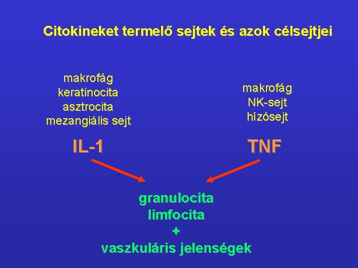 Citokineket termelő sejtek és azok célsejtjei makrofág keratinocita asztrocita mezangiális sejt makrofág NK-sejt hízósejt