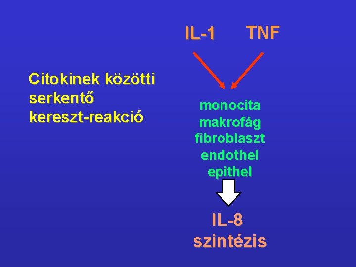 IL-1 Citokinek közötti serkentő kereszt-reakció TNF monocita makrofág fibroblaszt endothel epithel IL-8 szintézis 