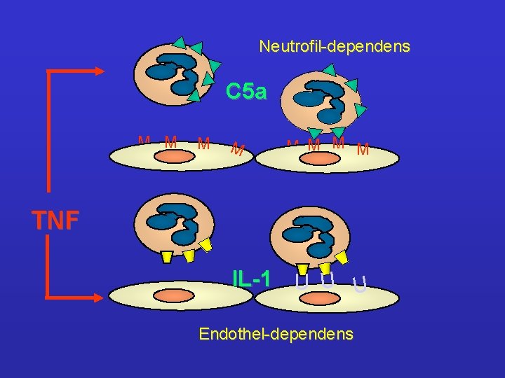 Neutrofil-dependens C 5 a M M M M TNF IL-1 U U U Endothel-dependens