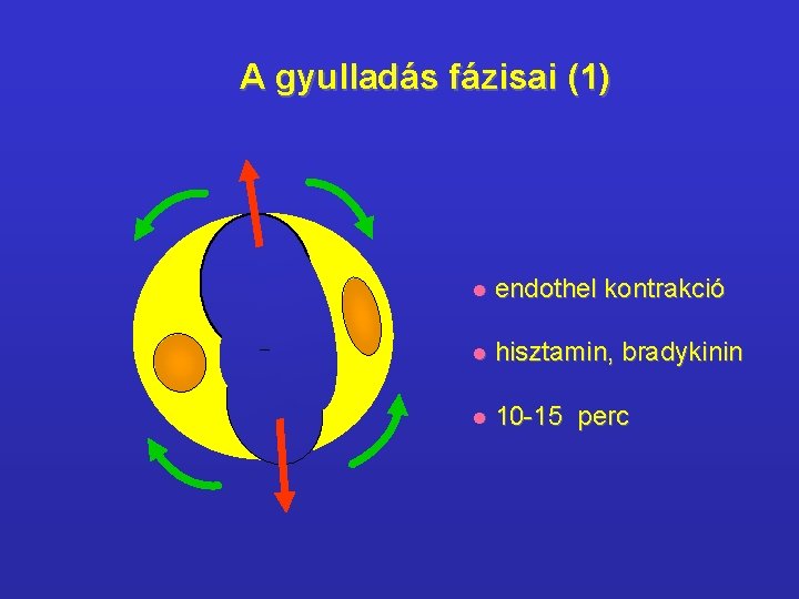 A gyulladás fázisai (1) l endothel kontrakció l hisztamin, bradykinin l 10 -15 perc