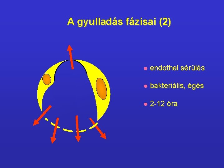 A gyulladás fázisai (2) l endothel sérülés l bakteriális, égés l 2 -12 óra