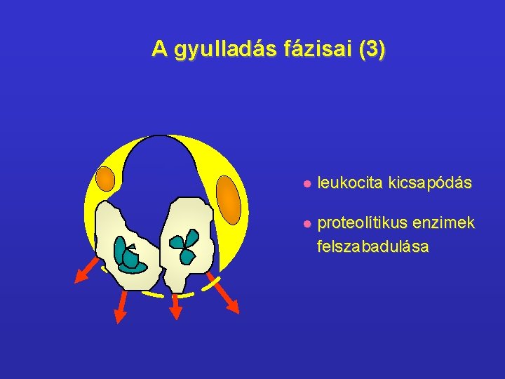 A gyulladás fázisai (3) l leukocita kicsapódás l proteolítikus enzimek felszabadulása 