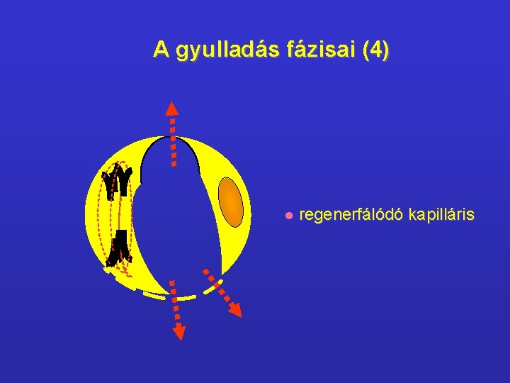 A gyulladás fázisai (4) l regenerfálódó kapilláris 