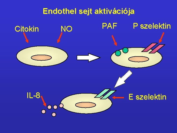 Endothel sejt aktivációja Citokin IL-8 NO PAF P szelektin E szelektin 
