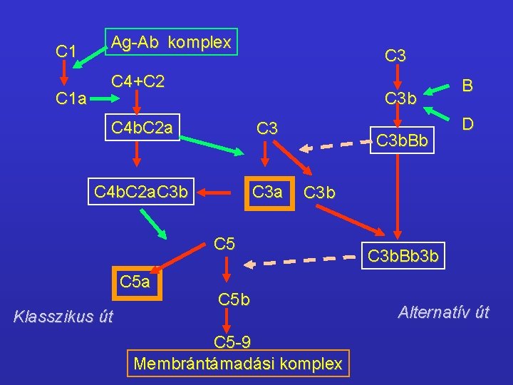 C 1 C 1 a Ag-Ab komplex C 3 C 4+C 2 C 3