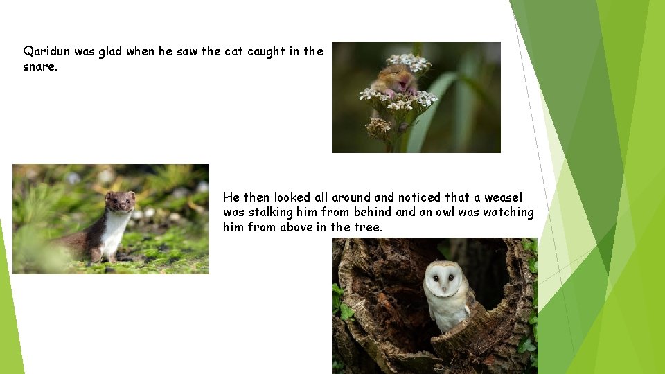 Qaridun was glad when he saw the cat caught in the snare. He then