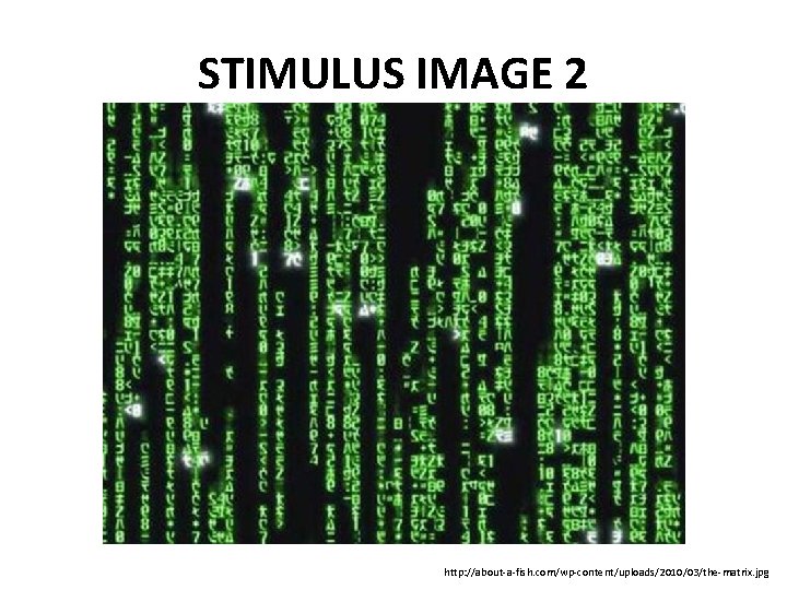 STIMULUS IMAGE 2 http: //about-a-fish. com/wp-content/uploads/2010/03/the-matrix. jpg 