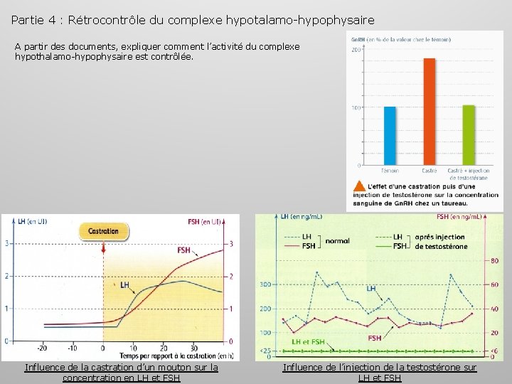 Partie 4 : Rétrocontrôle du complexe hypotalamo-hypophysaire A partir des documents, expliquer comment l’activité