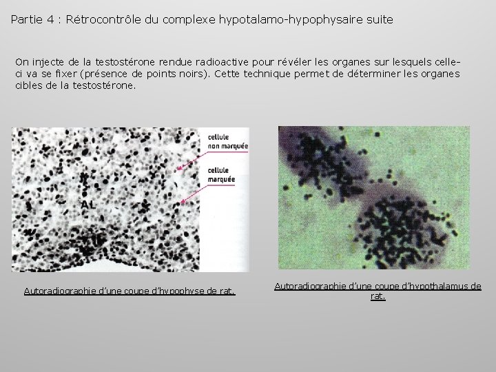 Partie 4 : Rétrocontrôle du complexe hypotalamo-hypophysaire suite On injecte de la testostérone rendue