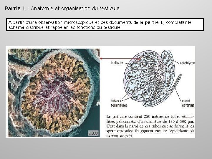 Partie 1 : Anatomie et organisation du testicule À partir d’une observation microscopique et