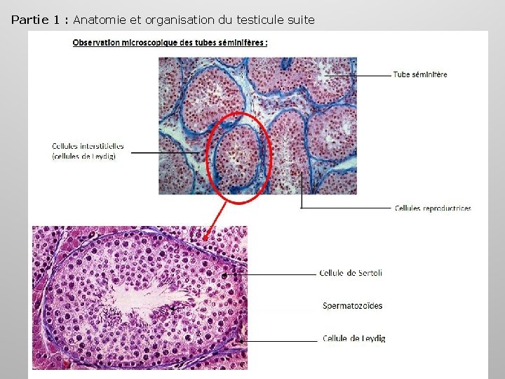 Partie 1 : Anatomie et organisation du testicule suite 