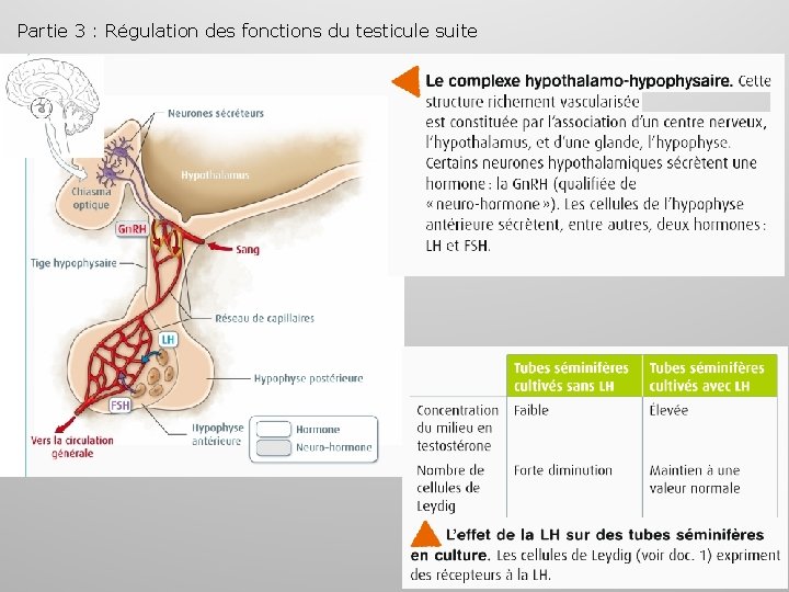 Partie 3 : Régulation des fonctions du testicule suite 