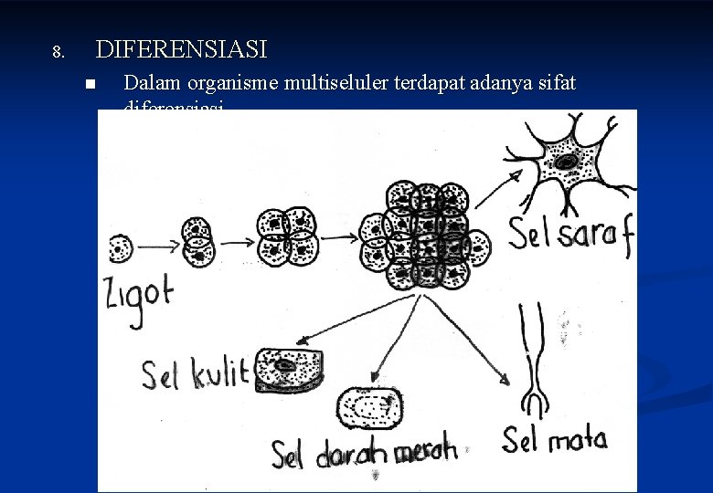 8. DIFERENSIASI n Dalam organisme multiseluler terdapat adanya sifat diferensiasi 