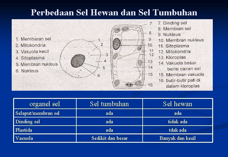 Perbedaan Sel Hewan dan Sel Tumbuhan organel sel Sel tumbuhan Sel hewan Selaput/membran sel