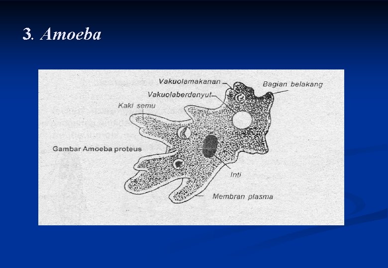 3. Amoeba 