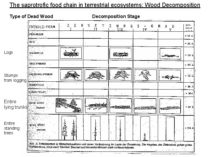 The saprotrofic food chain in terrestrial ecosystems: Wood Decomposition Type of Dead Wood Logs