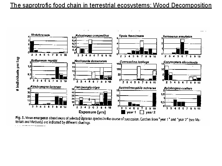 The saprotrofic food chain in terrestrial ecosystems: Wood Decomposition 