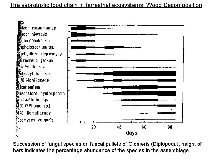 The saprotrofic food chain in terrestrial ecosystems: Wood Decomposition days Succession of fungal species