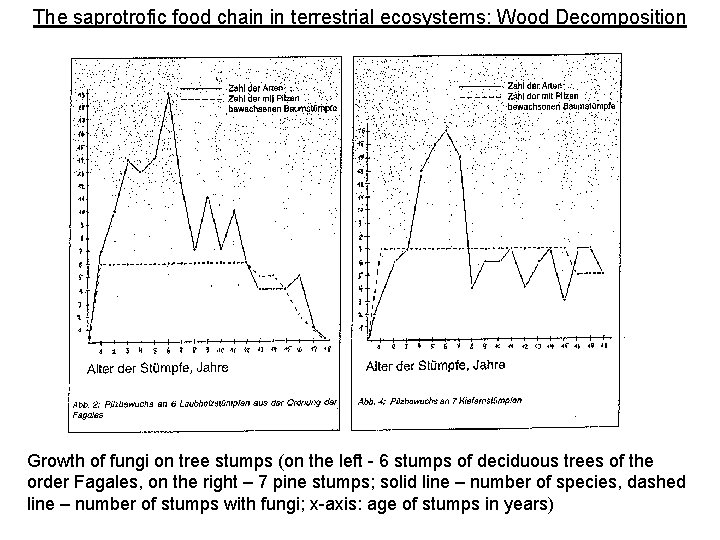 The saprotrofic food chain in terrestrial ecosystems: Wood Decomposition Growth of fungi on tree