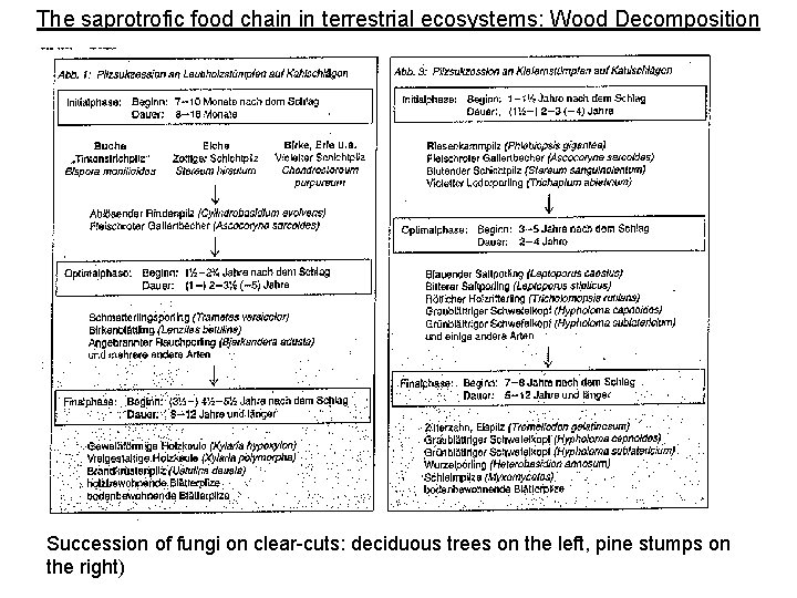 The saprotrofic food chain in terrestrial ecosystems: Wood Decomposition Succession of fungi on clear-cuts: