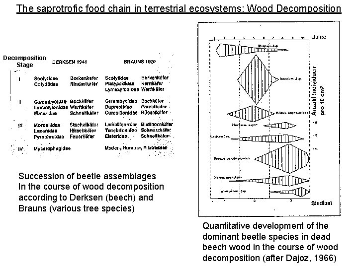 The saprotrofic food chain in terrestrial ecosystems: Wood Decomposition Stage Succession of beetle assemblages