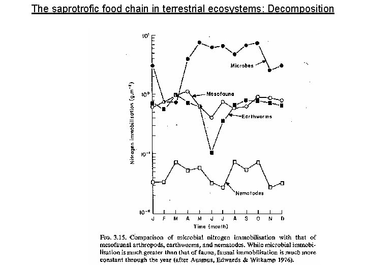 The saprotrofic food chain in terrestrial ecosystems: Decomposition 