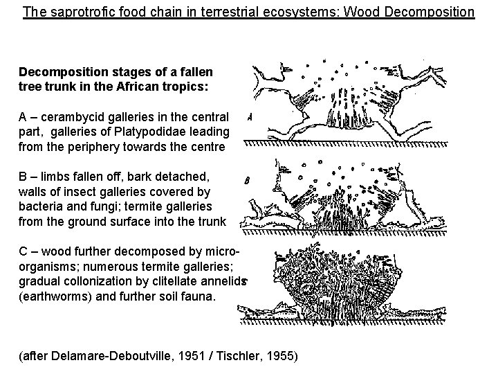 The saprotrofic food chain in terrestrial ecosystems: Wood Decomposition stages of a fallen tree