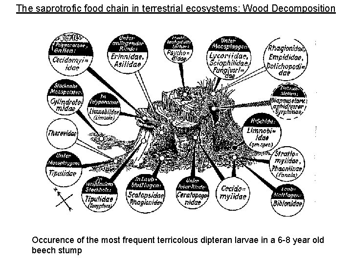 The saprotrofic food chain in terrestrial ecosystems: Wood Decomposition Occurence of the most frequent