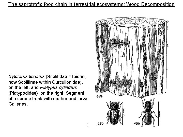 The saprotrofic food chain in terrestrial ecosystems: Wood Decomposition Xyloterus lineatus (Scolitidae = Ipidae,