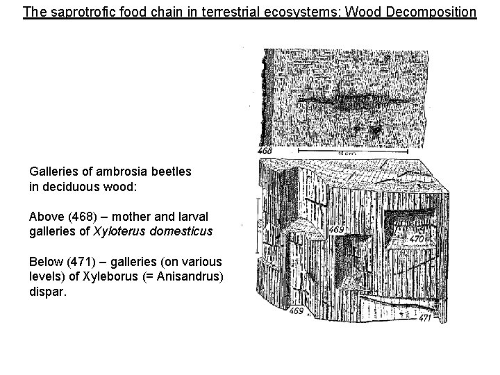The saprotrofic food chain in terrestrial ecosystems: Wood Decomposition Galleries of ambrosia beetles in