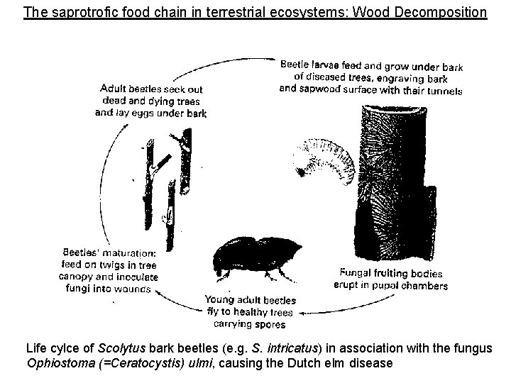 The saprotrofic food chain in terrestrial ecosystems: Wood Decomposition Life cylce of Scolytus bark