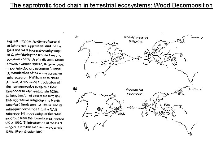 The saprotrofic food chain in terrestrial ecosystems: Wood Decomposition 