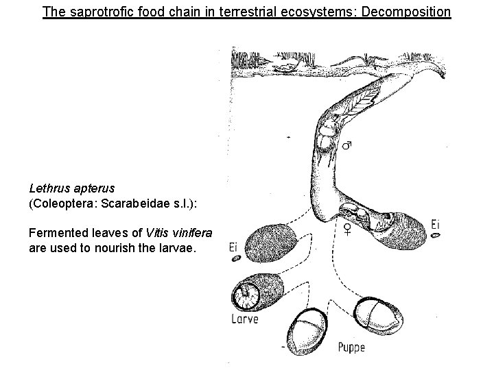 The saprotrofic food chain in terrestrial ecosystems: Decomposition Lethrus apterus (Coleoptera: Scarabeidae s. l.