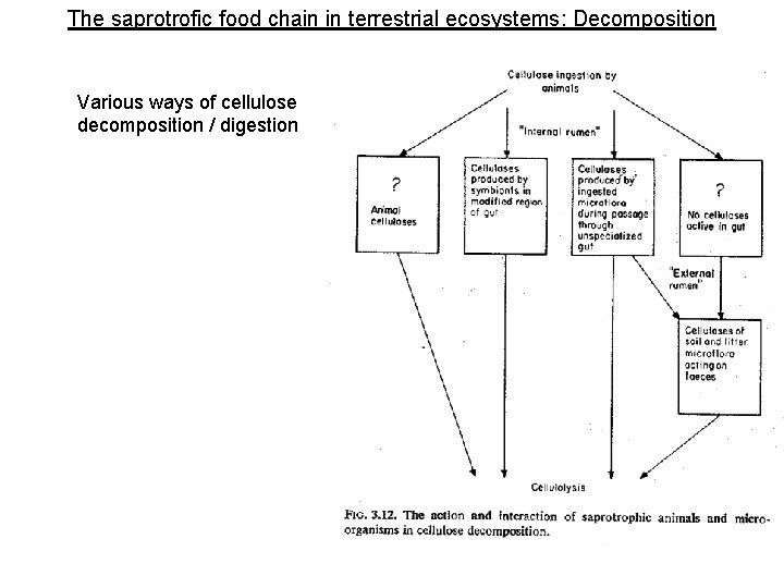 The saprotrofic food chain in terrestrial ecosystems: Decomposition Various ways of cellulose decomposition /