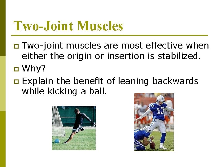 Two-Joint Muscles Two-joint muscles are most effective when either the origin or insertion is