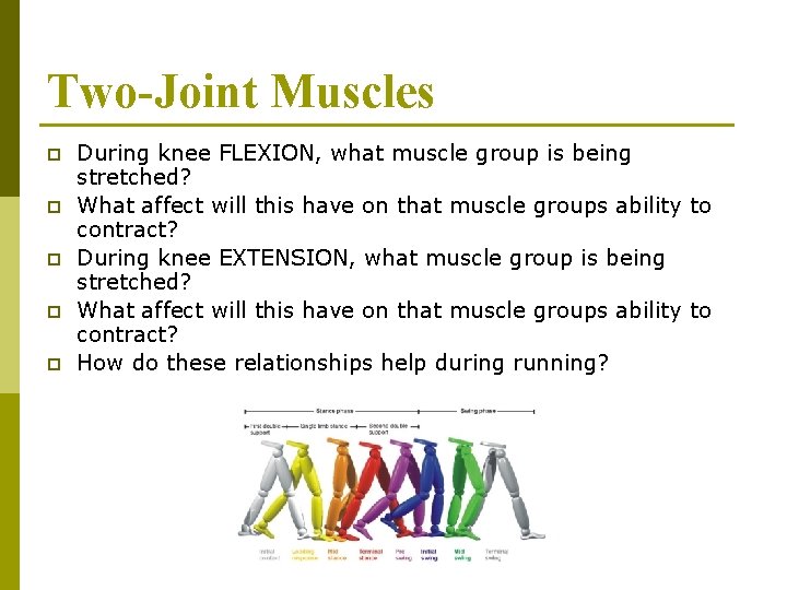 Two-Joint Muscles p p p During knee FLEXION, what muscle group is being stretched?