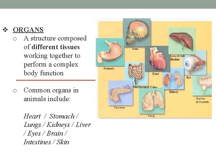 Orgains Topic LEARNING GOALS Use terminology related to living things