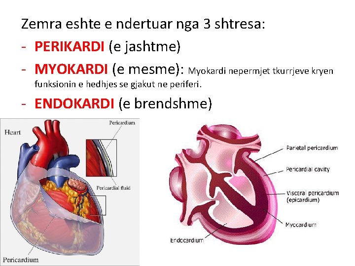 Zemra eshte e ndertuar nga 3 shtresa: - PERIKARDI (e jashtme) - MYOKARDI (e