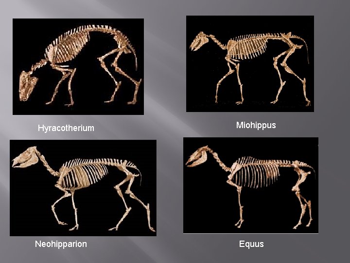 Hyracotherium Neohipparion Miohippus Equus Hyracotherium Neohipparion Miohippus Equus