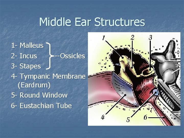 Middle Ear Structures 1 - Malleus 2 - Incus --Ossicles 3 - Stapes 4