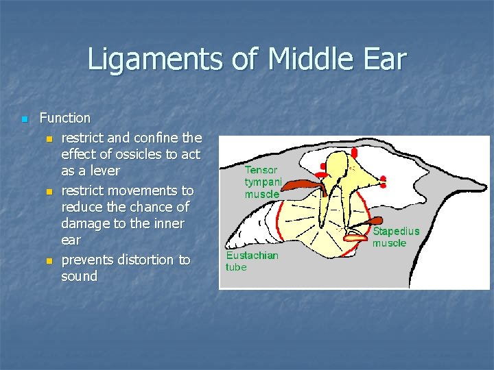 Ligaments of Middle Ear n Function n restrict and confine the effect of ossicles