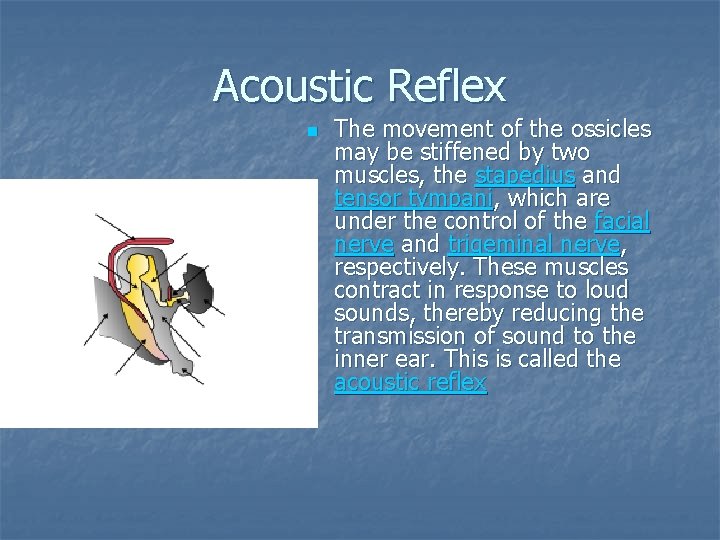 Acoustic Reflex n The movement of the ossicles may be stiffened by two muscles,