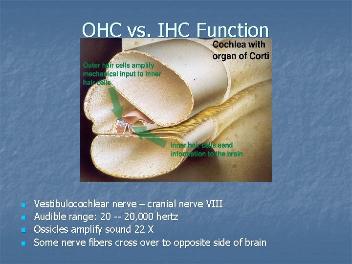 OHC vs. IHC Function n n Vestibulocochlear nerve – cranial nerve VIII Audible range: