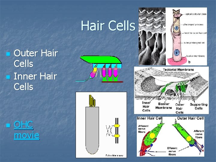 Hair Cells n n n Outer Hair Cells Inner Hair Cells OHC movie 