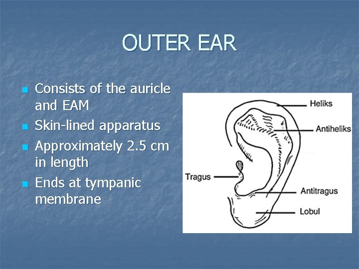 OUTER EAR n n Consists of the auricle and EAM Skin-lined apparatus Approximately 2.