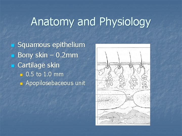 Anatomy and Physiology n n n Squamous epithelium Bony skin – 0. 2 mm