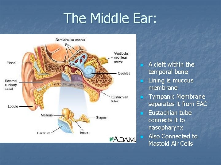 The Middle Ear: n n n A cleft within the temporal bone Lining is