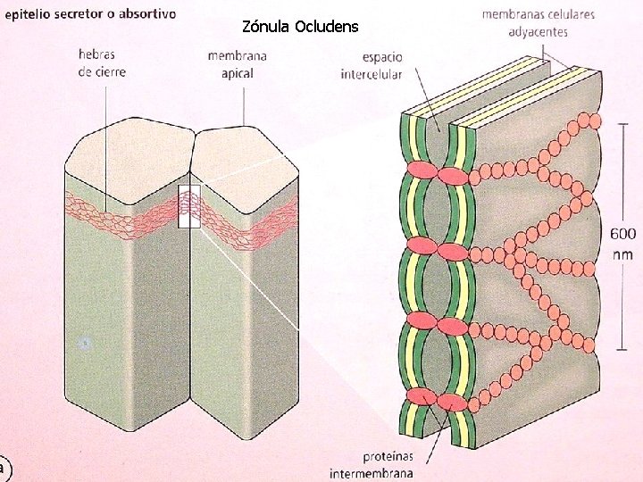 Zónula Ocludens 